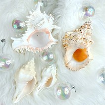 [왓위셀] 조개 소라 껍질 껍데기 산호초 불가사리 소품 장식 오브제 트레이 스튜디오 촬영소품, 21. 흰소라(중)