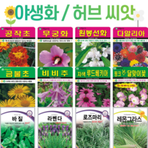 꽃씨 모음 노지 월동 사계절 봄파종 다년생 야생화 할미꽃 분홍달맞이 라벤다 봉선화 무궁화 꽃씨앗, 218. 옥잠화 20립 [다]