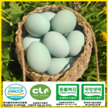 브로노아 협력업체 HACCP 산란당일발송 푸른계란 청란유정란 방사환경 청계닭 유정란20구, 20구, 20구