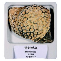 과학학습 전시용 산호 화석