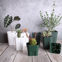 프레스테라 사각 롱 슬릿화분 플라스틱화분 삽목 제라늄, Moss Green(롱) - 대