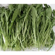 와일드루꼴라 베이비루꼴라 200g 300g 500g 국내산 산지수확 산지직송 싱싱한 와일드루꼴라, 1box