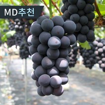 프리미엄 고당도 거봉 포도 특품 김천 영천 농장직송, 고당도 거봉 포도 특품 500g(1송이), 1개