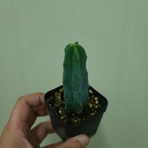 용신목 용심목 미니사이즈 귀여워요~ ( 10cm내외 ), 1개