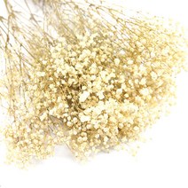 흰색안개꽃 프리져버드플라워