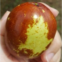 과일로먹는 대왕대추 묘목판매 자연농원, 과일로먹는 대왕대추 중묘