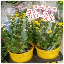 국화꽃-3종묶음-소국의 청초함과 밝은 마음 아주 잘 어울리는 꽃말이죠