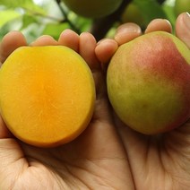 경북 영천 자두 살구 플럼코트 특대 1kg, 없음, 1개