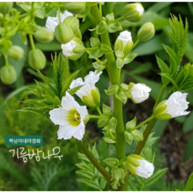 기름밤나무 [2포트] (복남이네야생화 봄 야생화 모종 화이트 정원수 꽃나무 밀원식물 기름모과나무 문관과 tree xanthoceras sorbifolia)