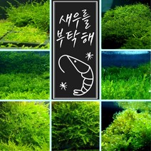 [미초] 새우가 좋아하는 수초 / 초보자용 수초 / 활착수초 / 음성수초 / 치어 수초, 4. 피시덴 모스 (4x4)