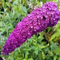 묘목/붓들레아/로얄레드 10cm포트/2개 KM265