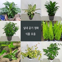 러브코리아 여름식물20종 중품 황금마삭줄 크루시아 초설마삭줄 유칼립투스 콤펙타 아글레오네마사파이어 산세베리아, 13.마다라가스자스민, 1개