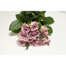 다빈치 장미꽃 생화택배 (고속터미널꽃시장) 꽃예꽃, 취소처리(취소선택시 다른꽃변경불가), 월요일 구매시 (수~목요일 도착), 1개