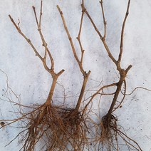 샤인머스켓 삽목1년 (10주), 1개