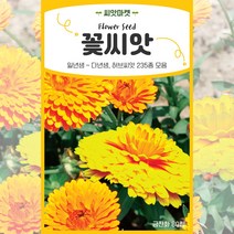 2023년 생산품 고급모음 꽃씨앗 일년생 다년생 야생화 사계절 꽃씨 종자, 79 촛불맨드라미50립