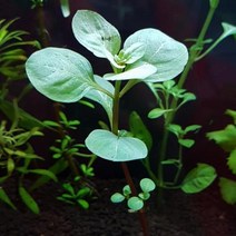 수초 루드위지아 오발리스 5촉