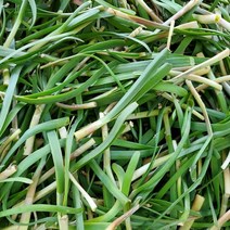 (산지직송)경남 사천 국내산 노지 초벌부추 1kg 노지 초벌정구지, 1개