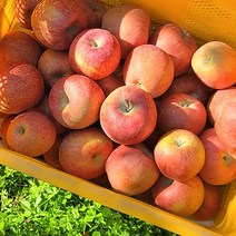 장수사과 햇부사10kg (40~45과)고당도 부사 신선한사과, 10kg (40-44과)특 1박스