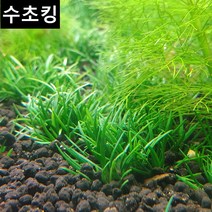호시쿠사 하디스타 수초킹 키우기 쉬운 초보수초, (특가) 2개