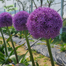 구근 [5구] 알리움 글로브마스터 (복남이네 야생화 구근식물 추식구근 퍼플 allium), 1개