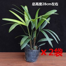 분재 나무 실내외 푸른 녹화 정화 공기 포름알데히드 화분, T02-종려죽 2포대 1년 묘당 1-2그루