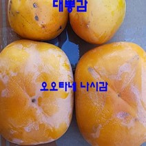 묘목/ 감나무 오오타네나시(대왕감)/접목1년 b1403, 1개