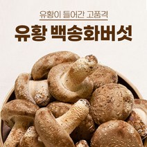 송화버섯 송화고 송고 버섯 유황 백송화 슬라이스 분말, 유황 백송화버섯 분말 120g