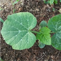 민가없는 산골 노지 조선 호박잎 쌈채소 당일수확 500g, 1개