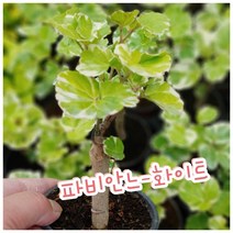 꽃나라엘리스 파비안느-화이트-파비앙..있을때 주문하세요