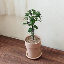 실내공기정화식물 오렌지레몬 나무 인테리어 이태리토분 19호 서울 경기지역만 배송가능