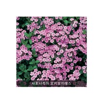 사포나리아 오시모이데스 0.1g(약40립)/다년생꽃씨/화단용꽃씨/씨앗판매, 1개