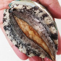 프리미엄 선물용 산지직송 완도 전복 활전복 1kg 손질칼 증정, 6-7미(특대), 1개