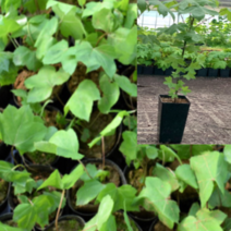 (GJ)가시없는민엄나무묘목(2리터 화분) 2그루