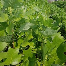 목백합 튤립나무 묘목 2년5주