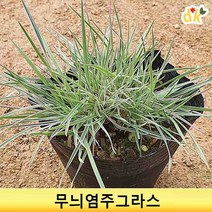 들꽃닷컴]야생화 무늬염주그라스 12개_노지월동식물 조경소재 용, 24개