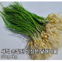 [국내산/국산] 손질된 향긋한 달래나물 400g 1kg 제철 봄나물 당일채취 세척달래 손질달래 달래 나물 봄나물 생달래 생, 500g