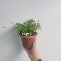 무배특가 플랜테리어 인기야생화 무늬백화등 중품 20-40cm 99