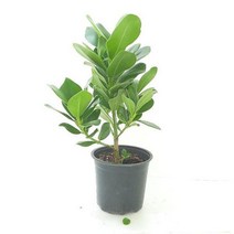 [DDA_ON]크루시아(중) 실내공기정화식물 공기청정식물 크루시, <q@p>_본상품선택_<qp>” class=”wr-img”></a></div></p></div></p></div></p></div><div class=