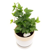 아침향기 공기정화식물 도토리화분 40종, 아이비, 도토리 화이트