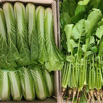 포천 어린 열무 얼갈이 배추 김치 봄맞이 아삭아삭, 가족용(열무6Kg+얼갈이2Kg)