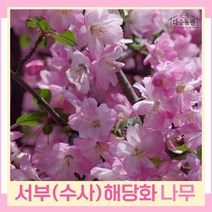 서부해당화나무 묘목 수사해당화 R4cm 개화주(분) 1개