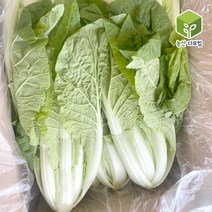 얼갈이(특) 1kg, 단품