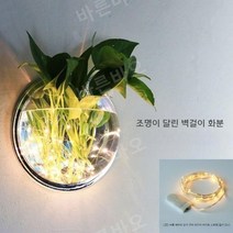 수경 화분 정화식물 화초 실내 식물 키우기 무펀칭, A