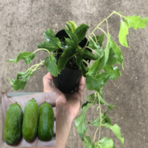 (D소망)개량왕다래묘목(용성2호)(5치포트) 2그루
