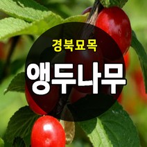 [경북농원] 앵두나무묘목 우수한 품종 접목묘, 앵두나무묘목 상묘