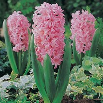 히야신스 구근 모종 히아신스 폰단트 2개