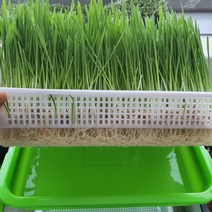 새싹보리 키우기 세트 보리싹 재배기 편리한 자동관수 수경재배 저면관수 기르기 키우는 법, 면포추가세트(면포1장+심지1개+보리5회분)