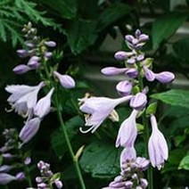 어린모종]비비추 포트 /10개 JS032, 10개