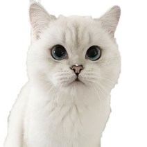 차량용 냉장고 미니 냉온장고 캠핑용 온장고 3Ratels CM29 사랑스러운 고양이 페르시아 Birman Bombay 영국, 03 CM29-3_04 40cm(15.75 inch)