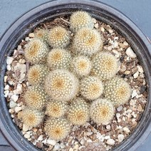 꽃다리 레부티아 48 다육식물 선인장 아이만배송